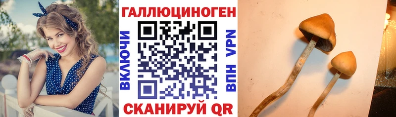 Псилоцибиновые грибы Cubensis  Кохма 
