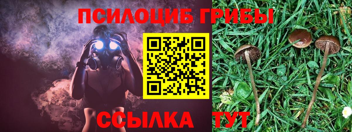 Кохма  Псилоцибиновые грибы Psilocybine cubensis  где найти   Вход с VPN 
